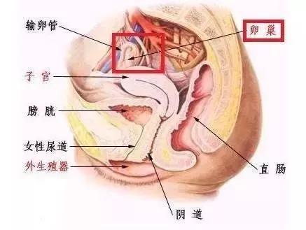 按摩師招聘網(wǎng)最新招聘,按摩師招聘網(wǎng)最新招聘——尋找專(zhuān)業(yè)的按摩師，共筑健康之路