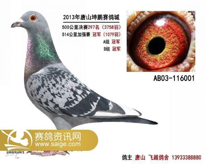 金亞賽鴿中心最新動態(tài)，引領(lǐng)賽鴿運動邁入新篇章