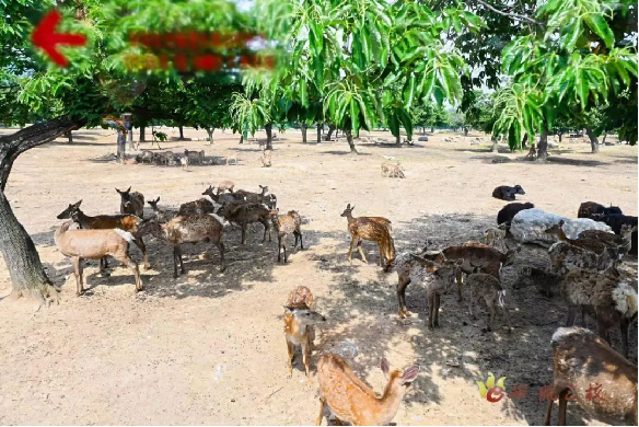 最新套竹雞視頻，自然美景的探索之旅，激發(fā)你的旅行熱情