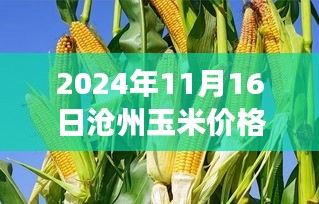 忻州玉米最新行情，科技引領(lǐng)，價(jià)格動(dòng)態(tài)盡在掌握